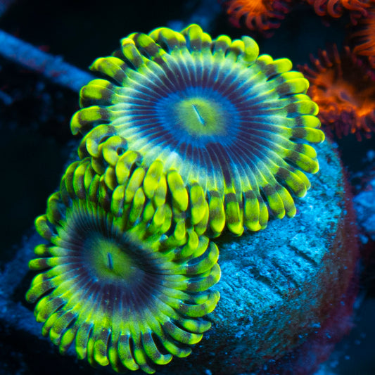 Rare Mr Meeseeks Zoa