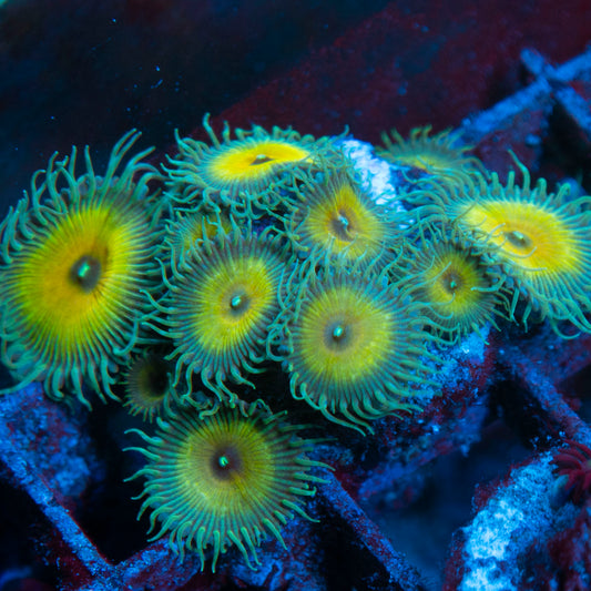 Captain jerk Zoas