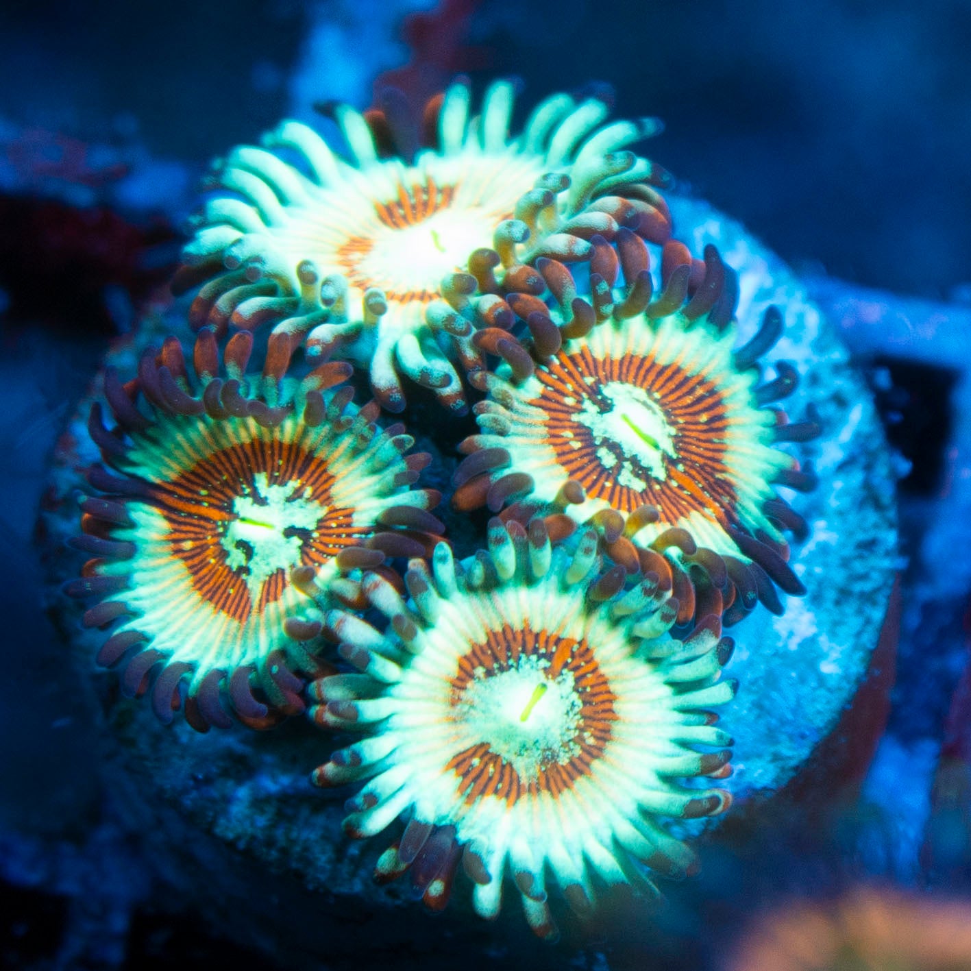 White Zombie Zoas