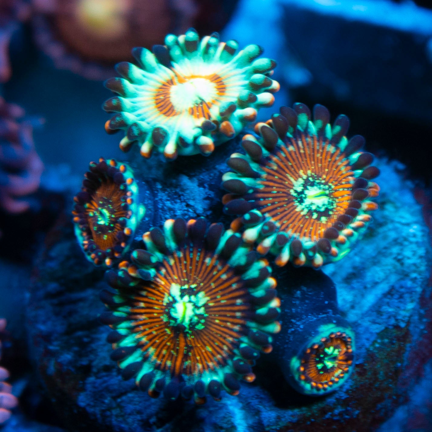 White Zombie Zoas