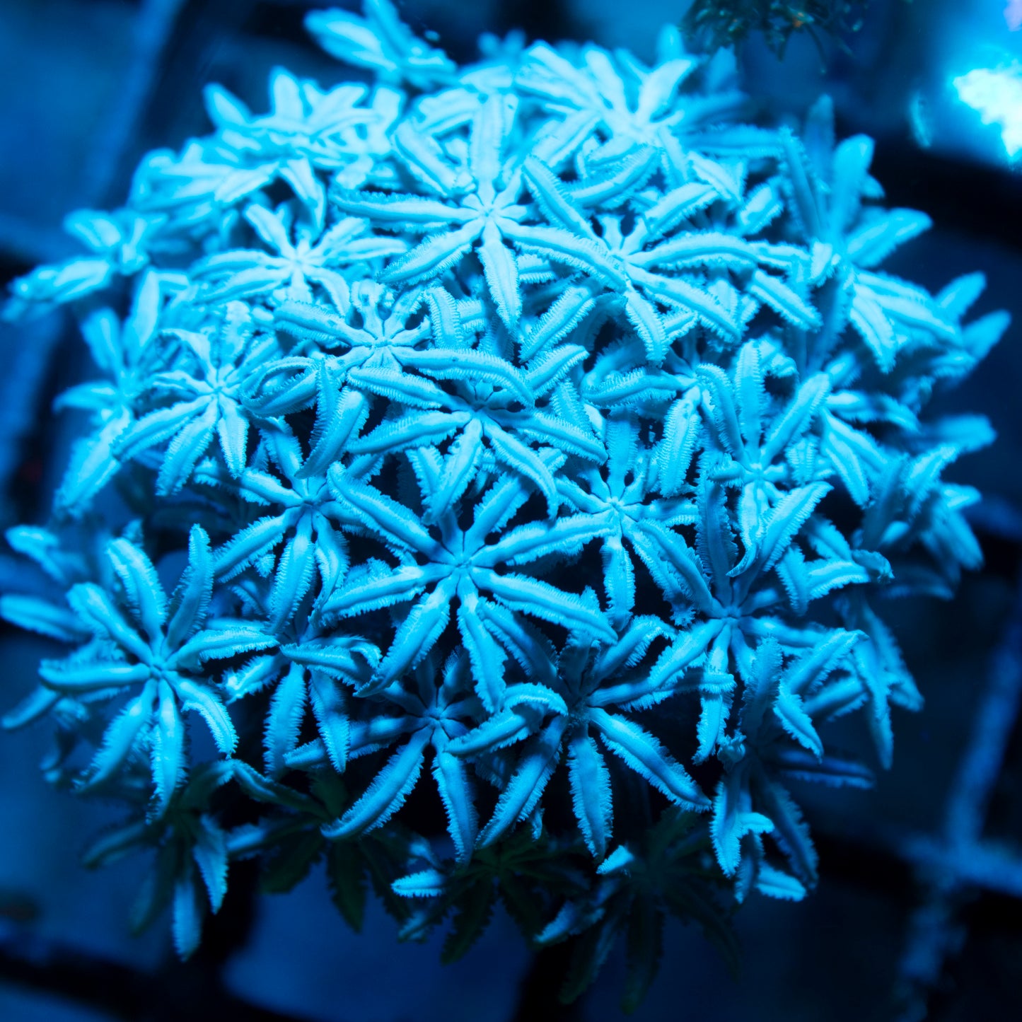 Pipe Organ Coral