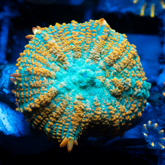 tequila sunrise rhodactis mushroom