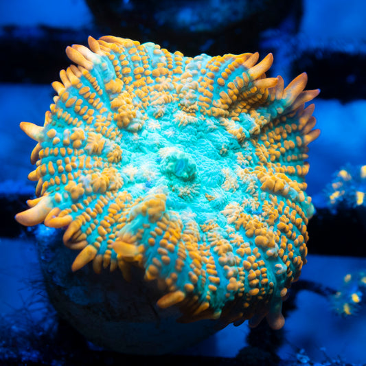 tequila sunrise rhodactis mushroom