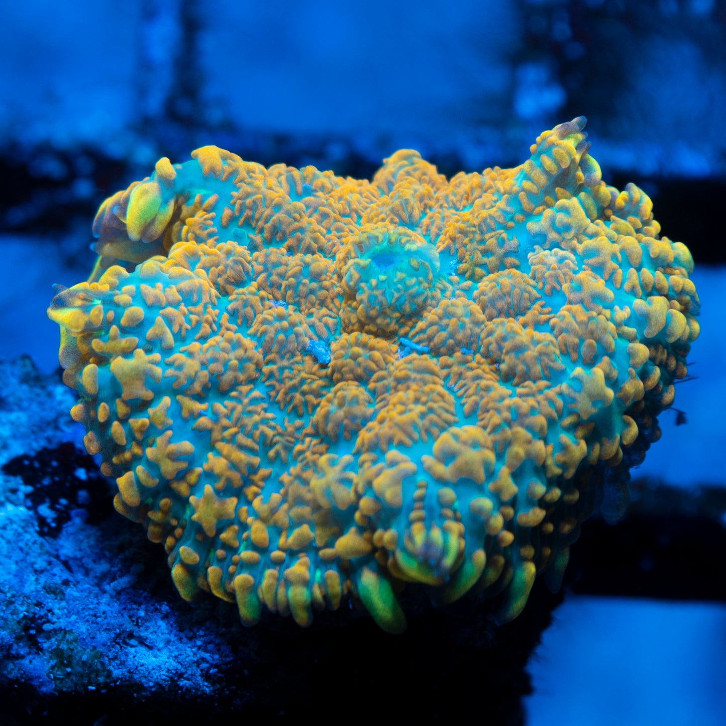 tequila sunrise rhodactis mushroom