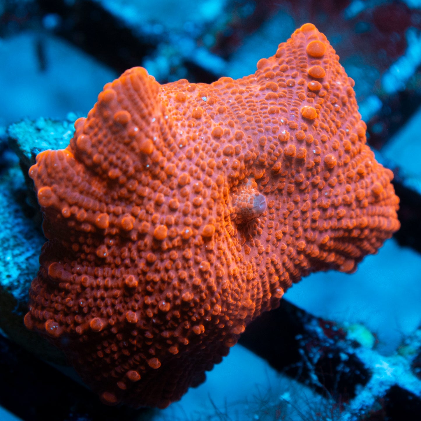 Red Disco Mushroom