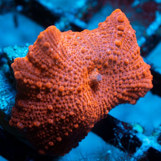 Red Disco Mushroom