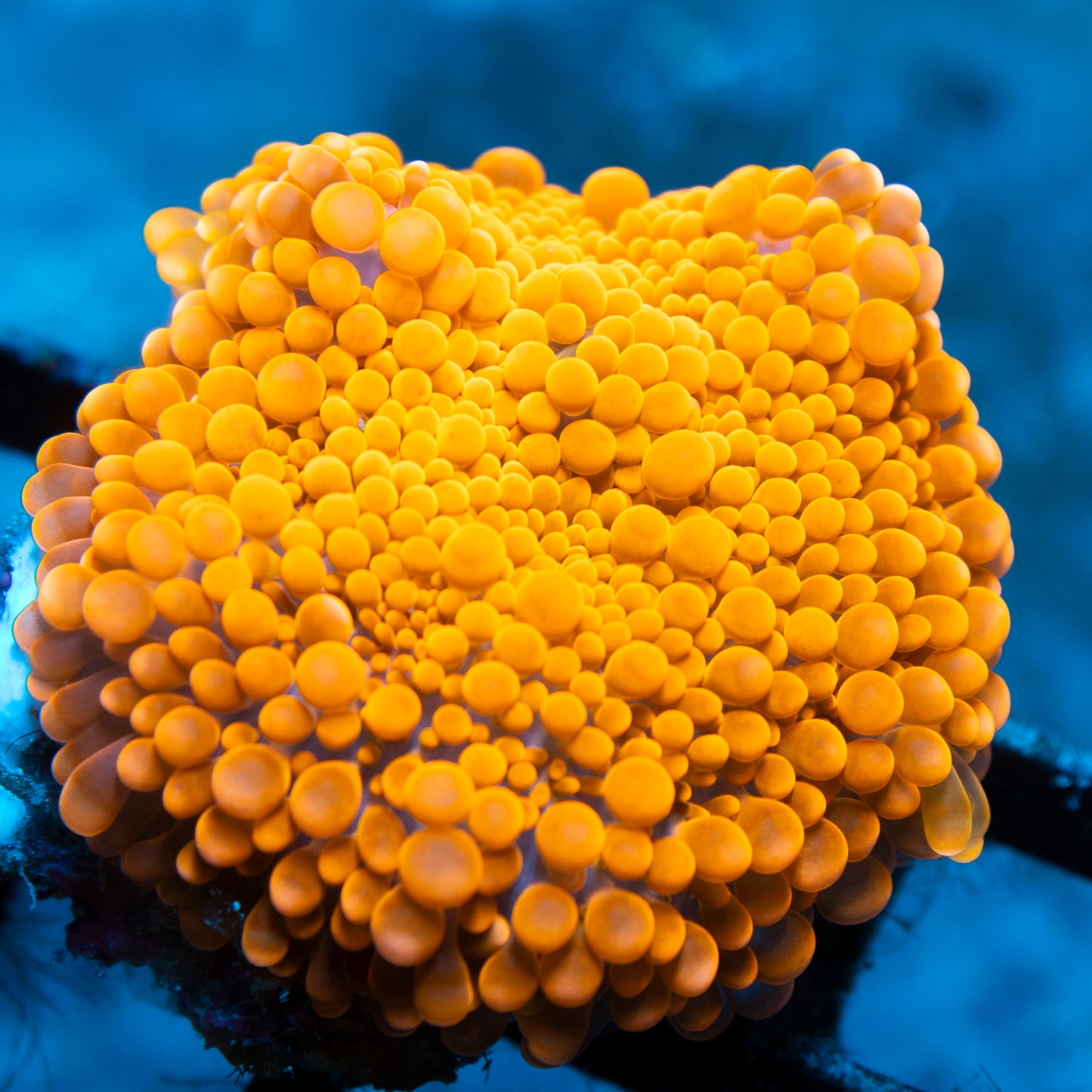 Blood orange recordia  mushroom