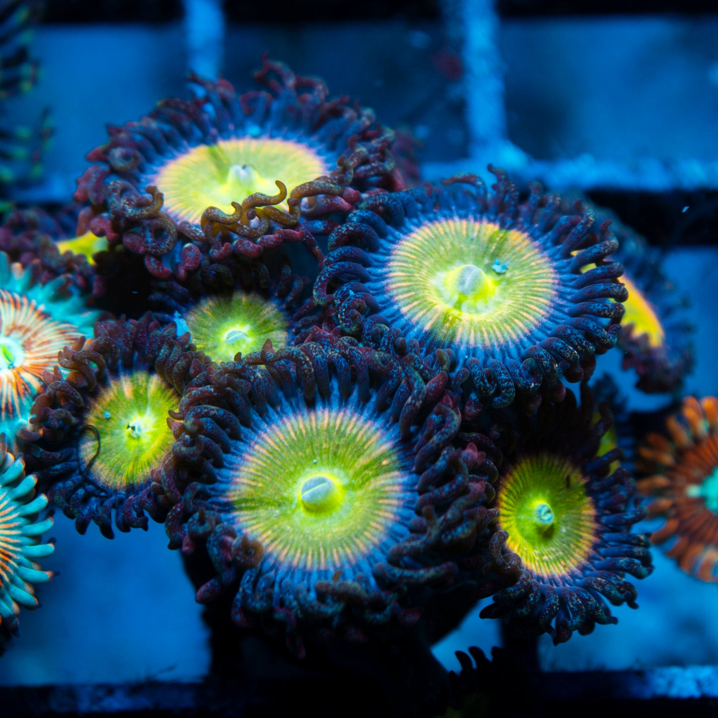 power infusion Zoa