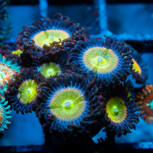 power infusion Zoa