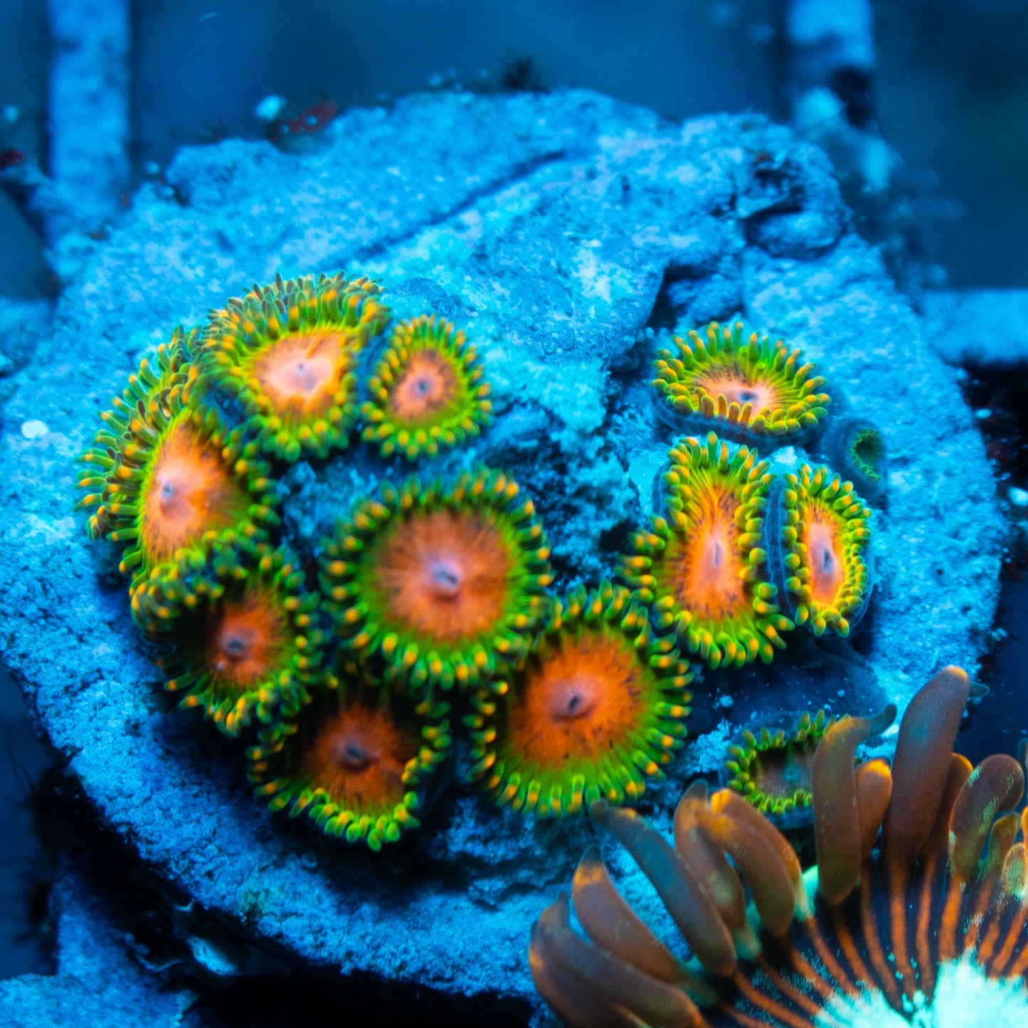 awesome blossom zoa