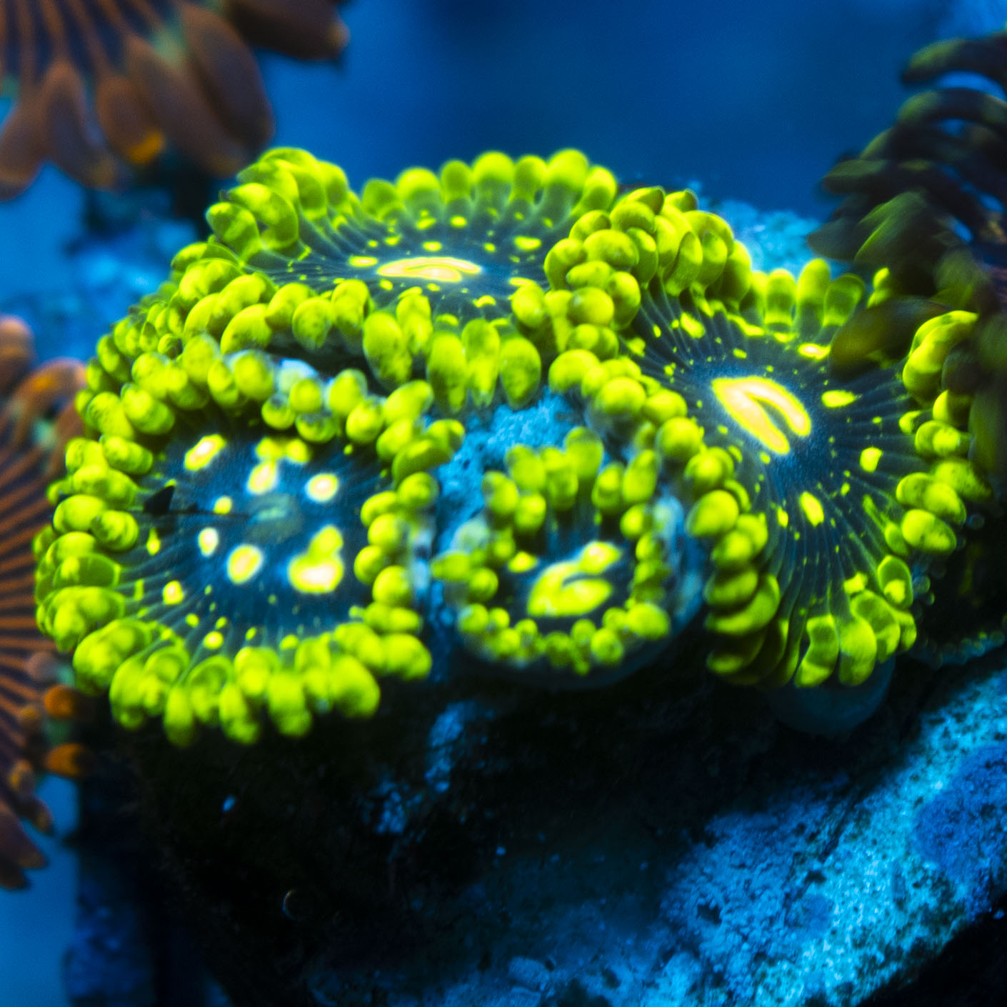 Exosphere Zoa