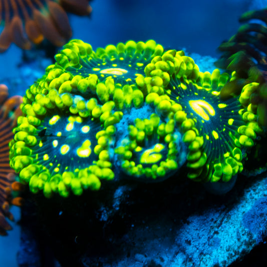 Exosphere Zoa