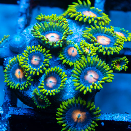 Blowpop Zoa