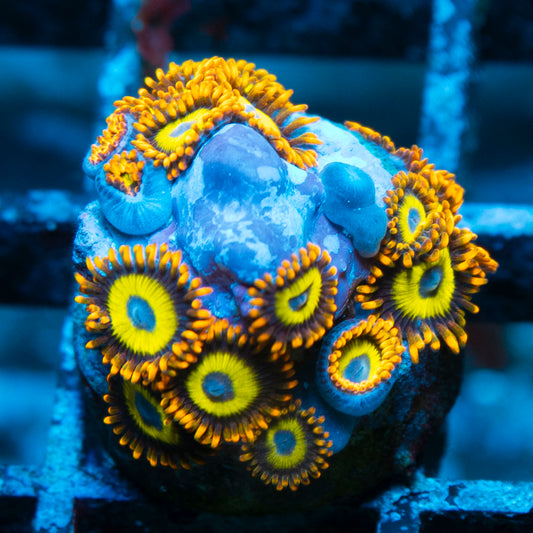 Fruit Loops Zoa