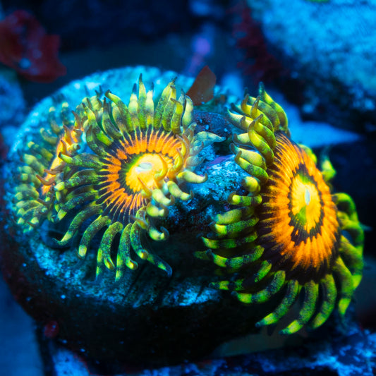 Rainbow Incinerator Zoas