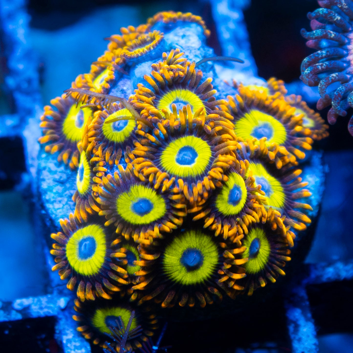 Fruit Loops Zoa