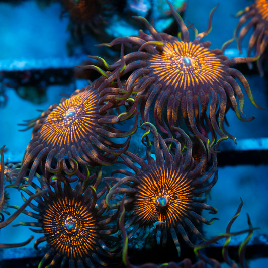 night crawler zoas