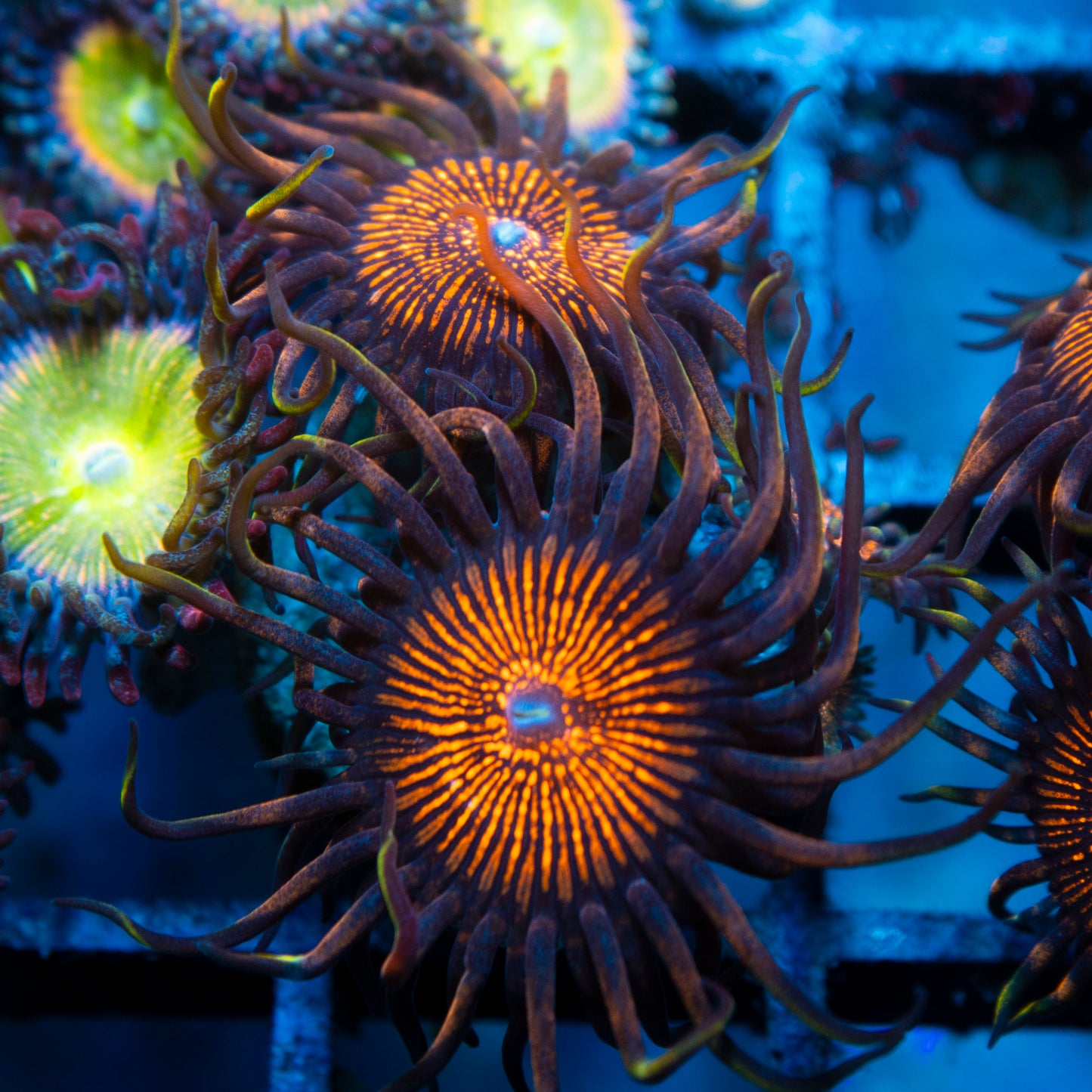 night crawler zoas