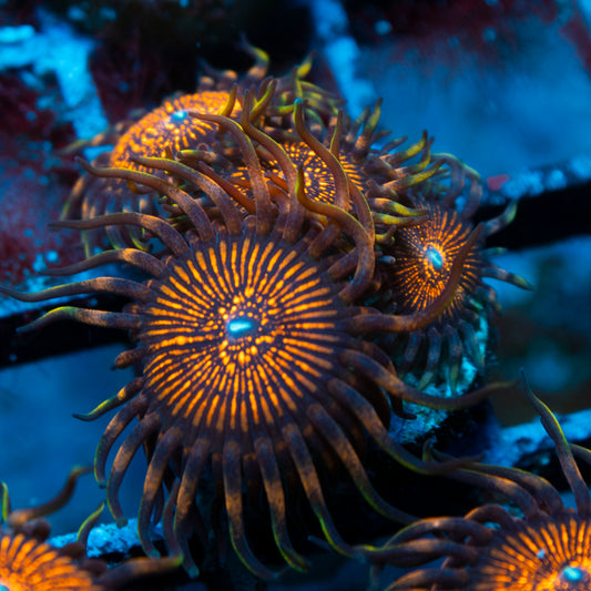 night crawler zoas