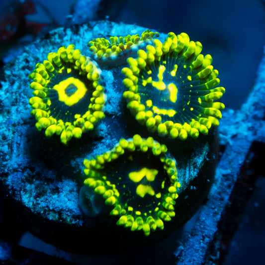 Exosphere Zoa