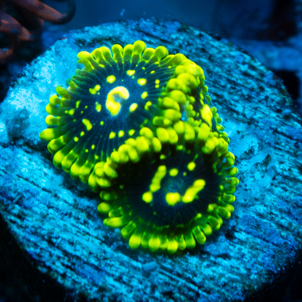 Exosphere Zoa