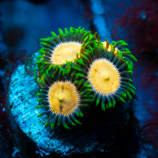laser lemon zoa