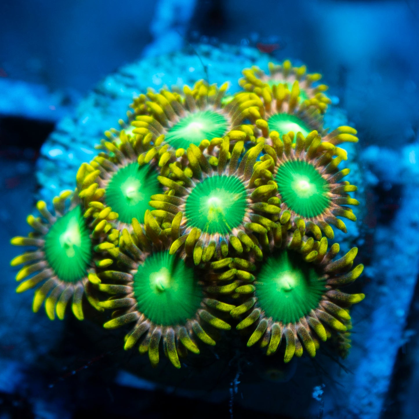 Radioactive Dragon Eye Zoa