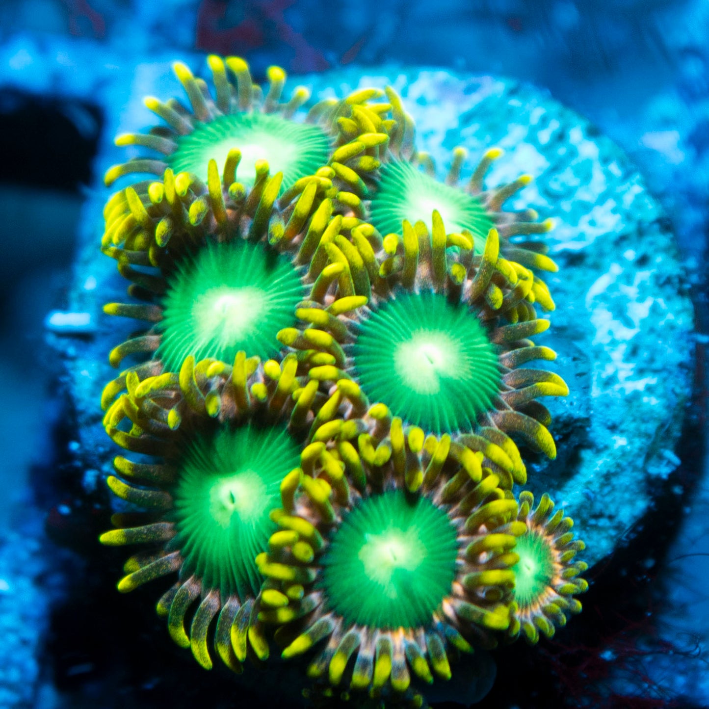 Radioactive Dragon Eye Zoa