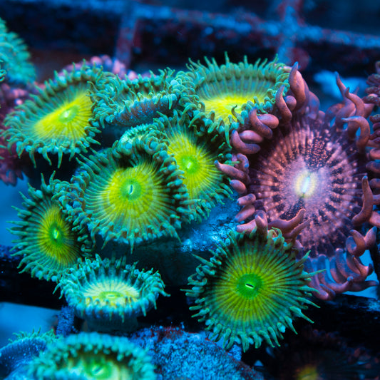 Assorted Zoas