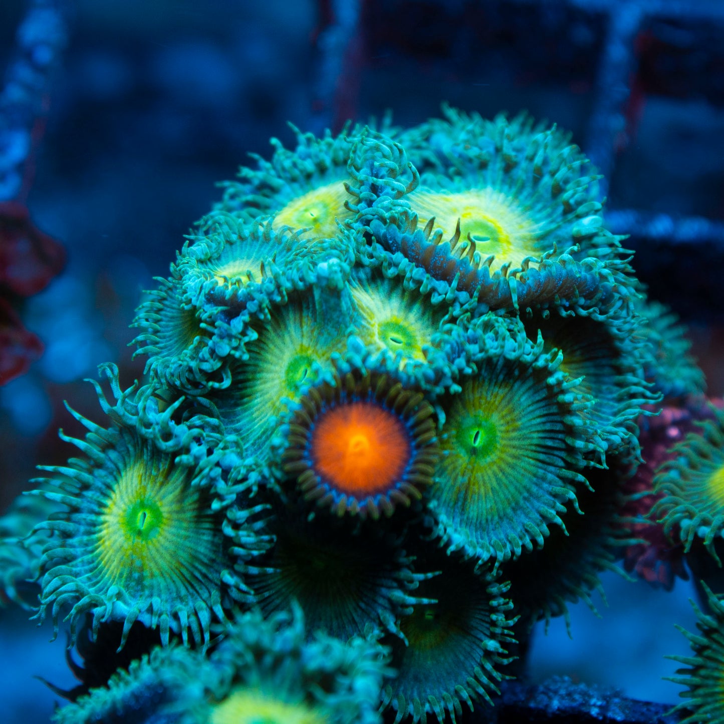 Assorted Zoas