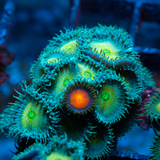 Assorted Zoas