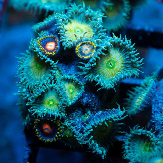 Assorted Zoas