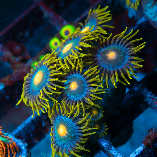 Blueberry Zoas