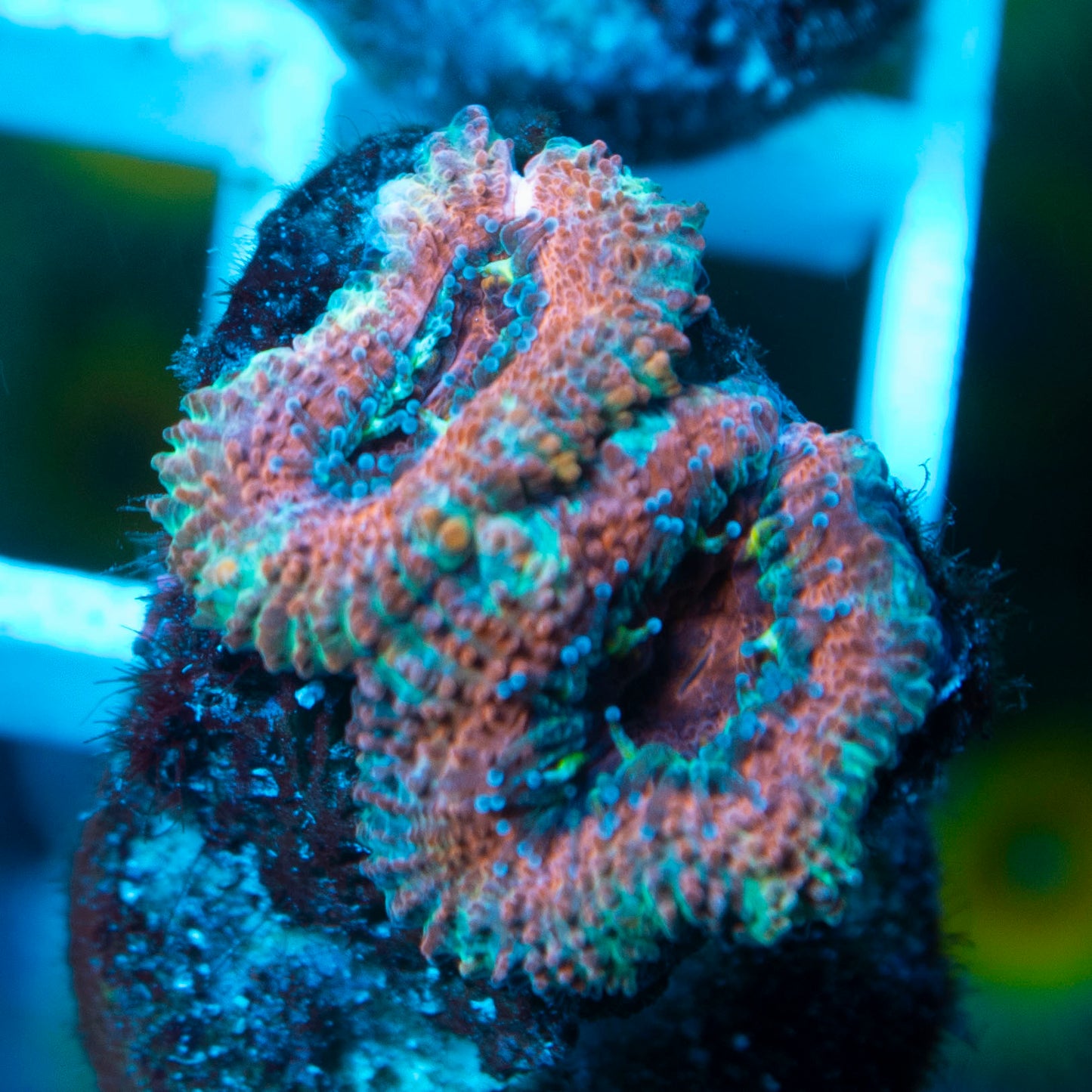 Ultra Acan