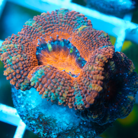 A Grade Acan