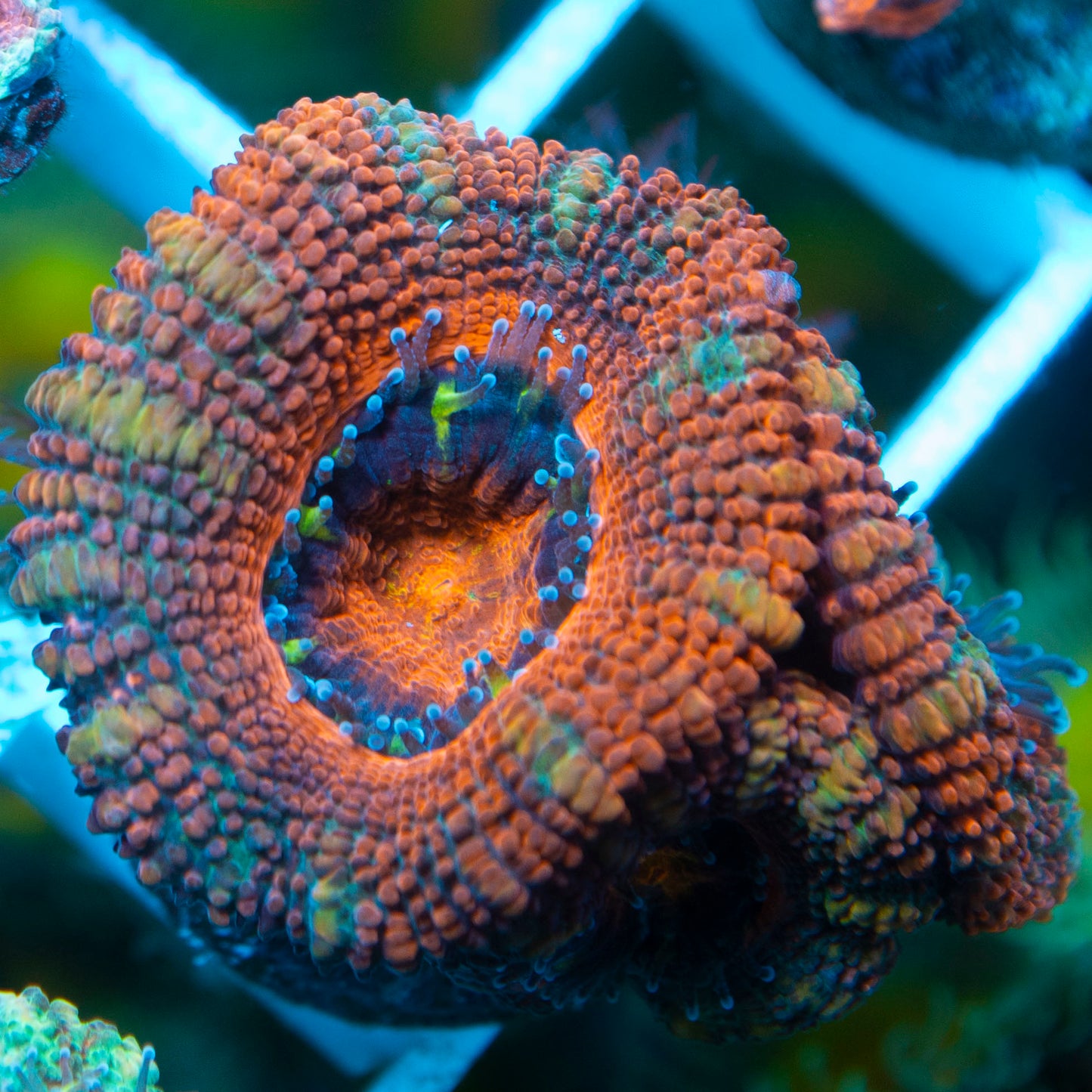 Ultra Acan