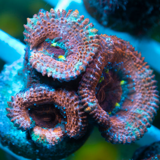 A Grade Acan