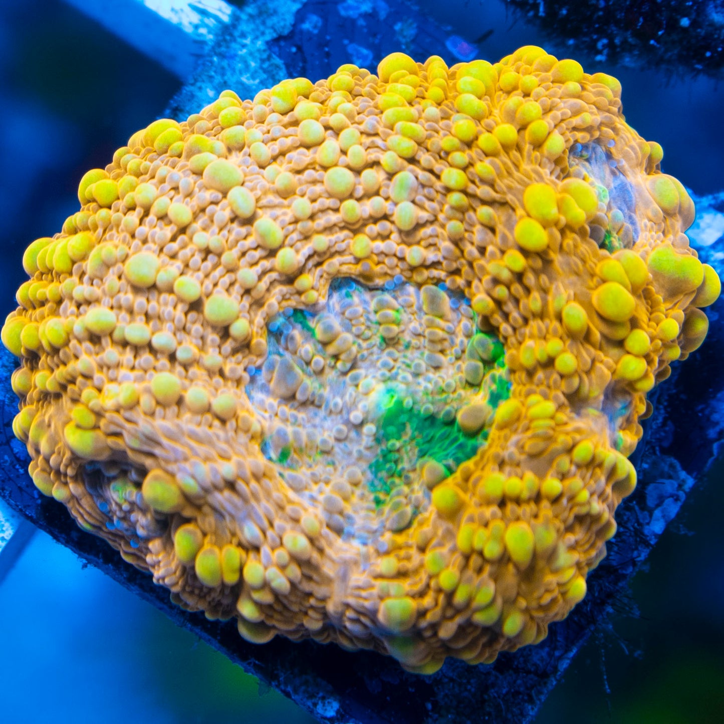 ORANGE CRUSH ACAN ECHINATA