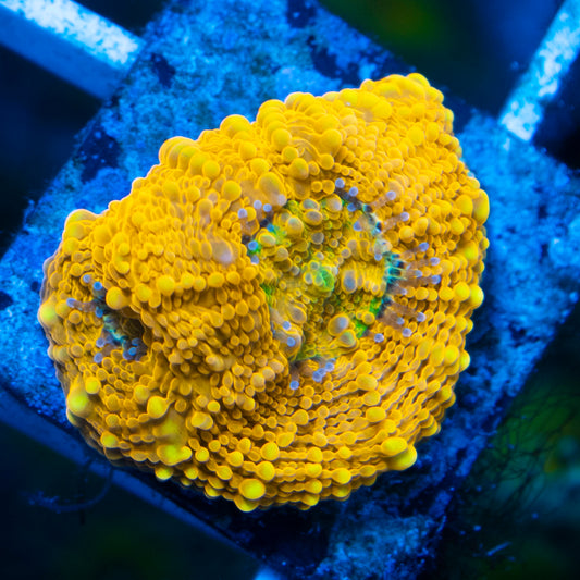 ORANGE CRUSH ACAN ECHINATA