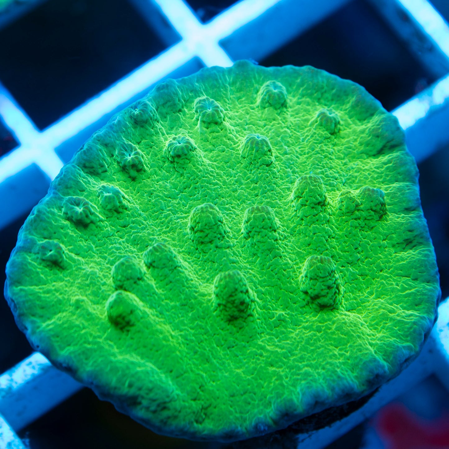 Green Turbinaria