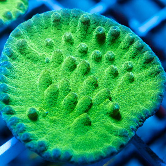 Green Turbinaria