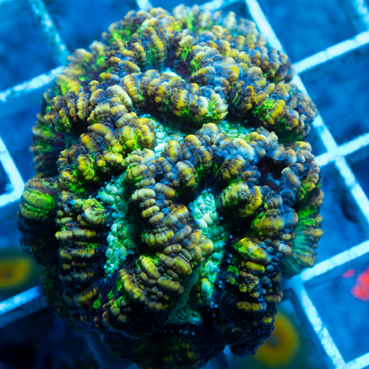 Blue Wilsoni Coral