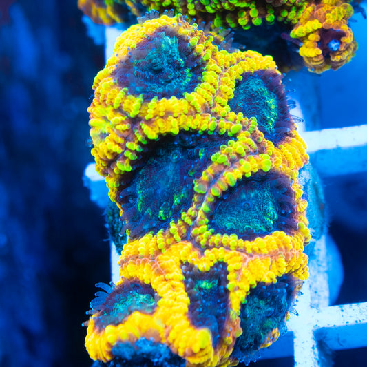 Yellow Submarine Favia