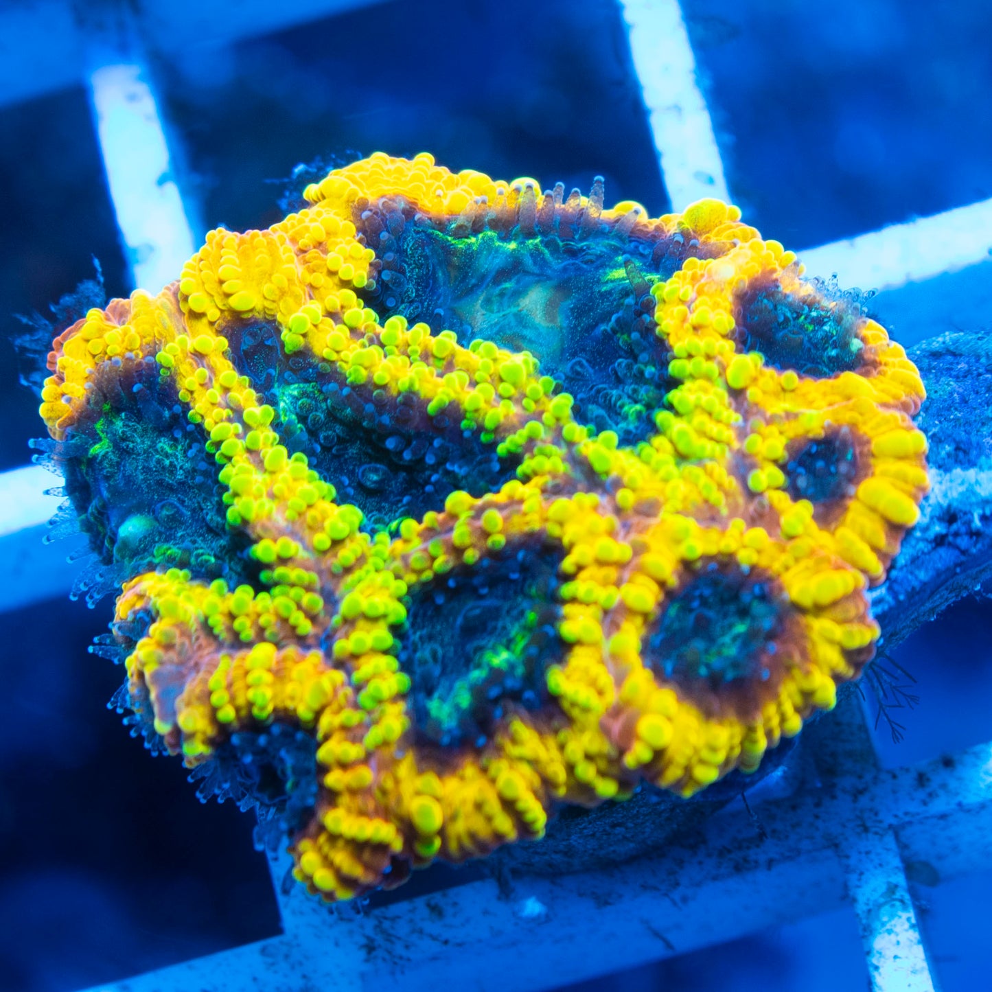 Yellow Submarine Favia