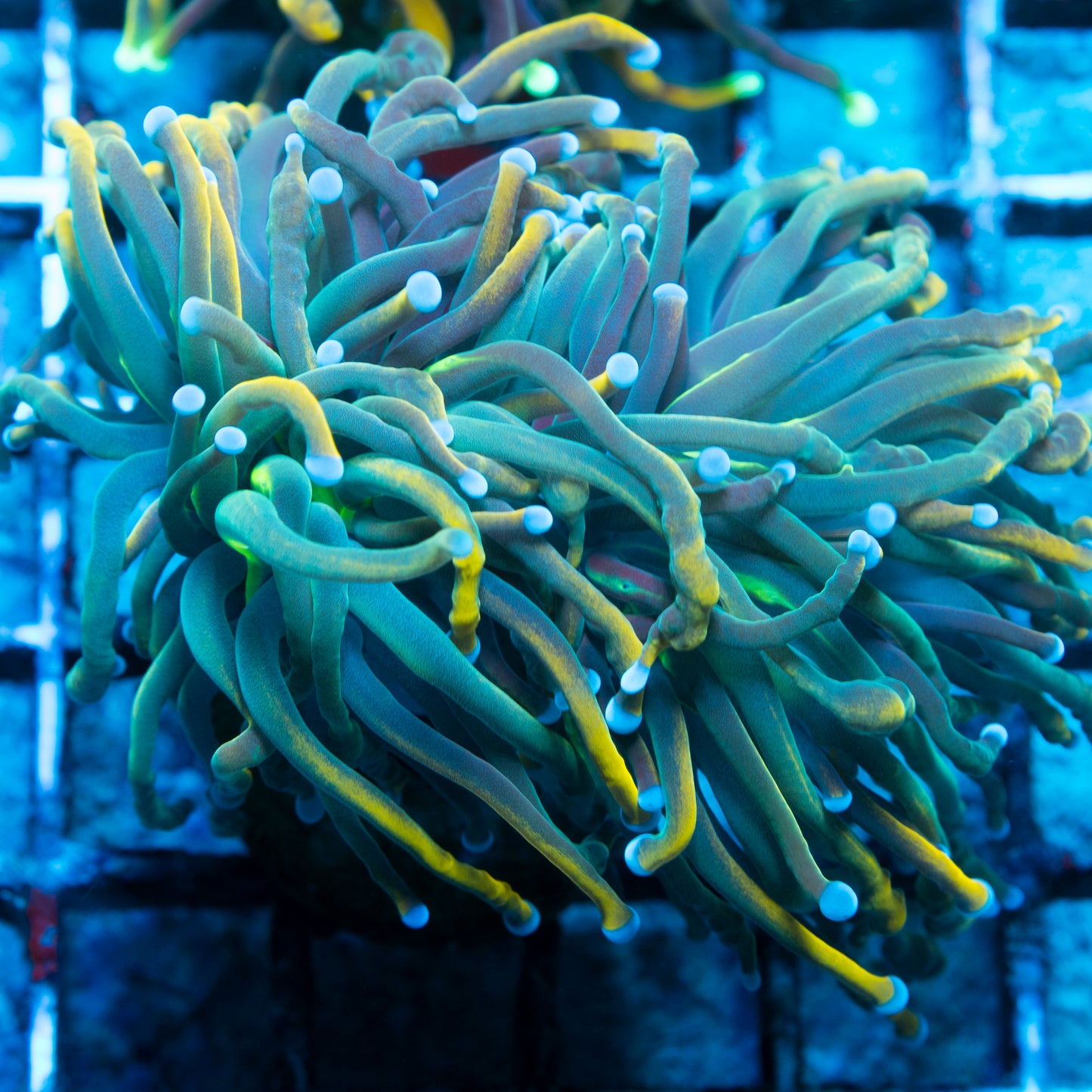 rapunzel torch coral