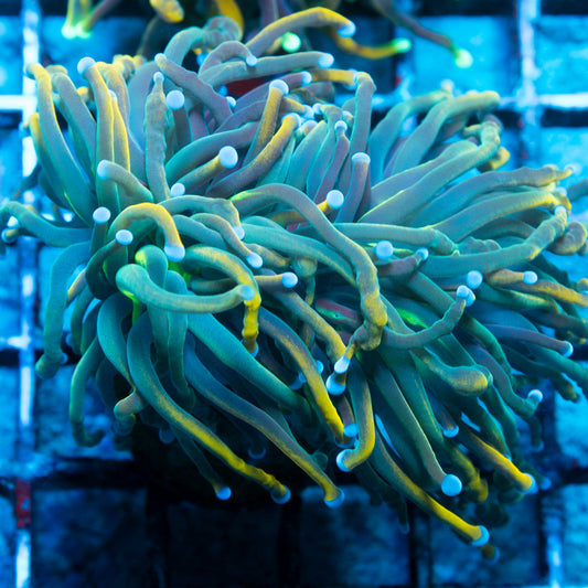 rapunzel torch coral