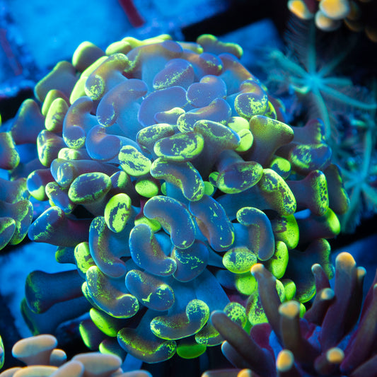 2 polyp Splattered Hammer