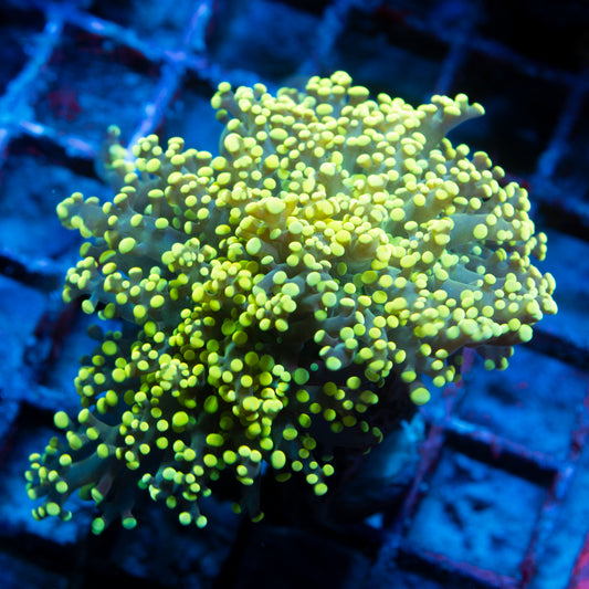 Electric Lime Octospawn