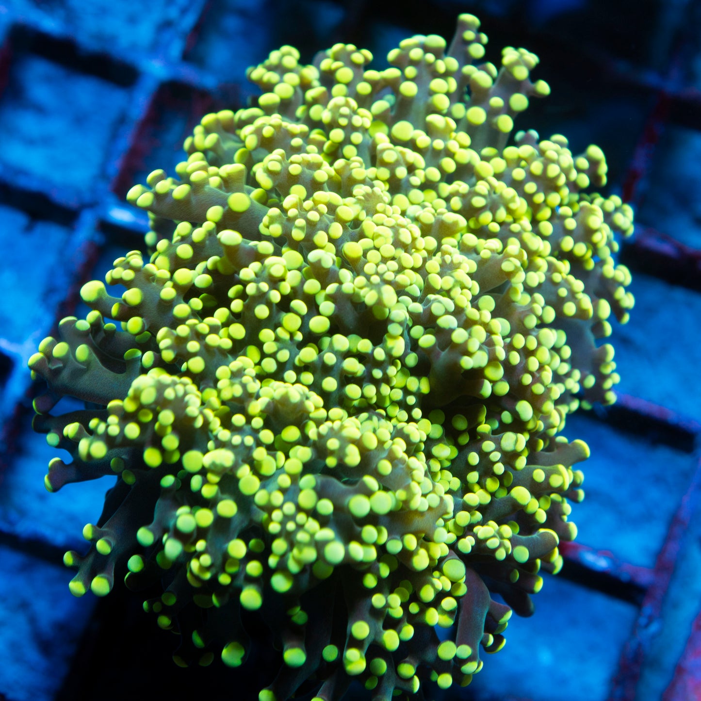 Electric Lime Octospawn