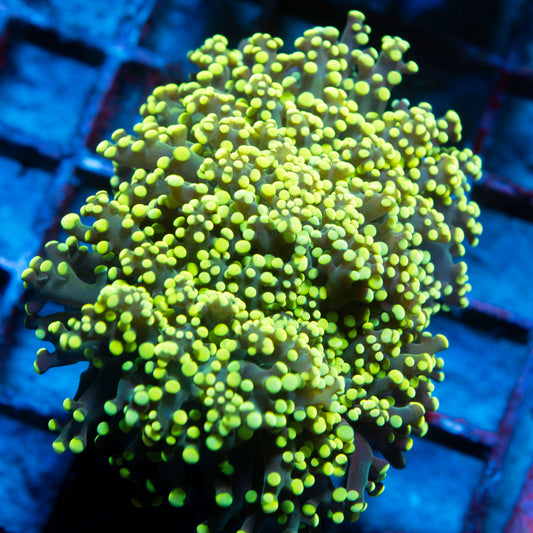 Electric Lime Octospawn